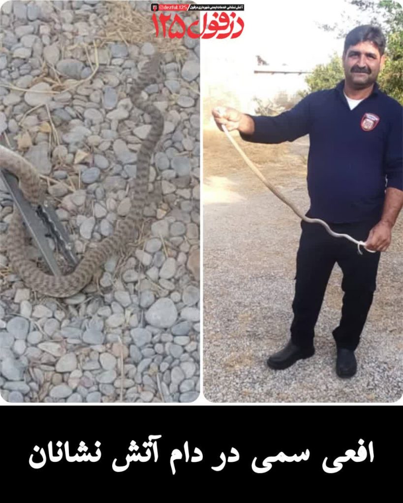افعی سمی در دام آتش نشانان