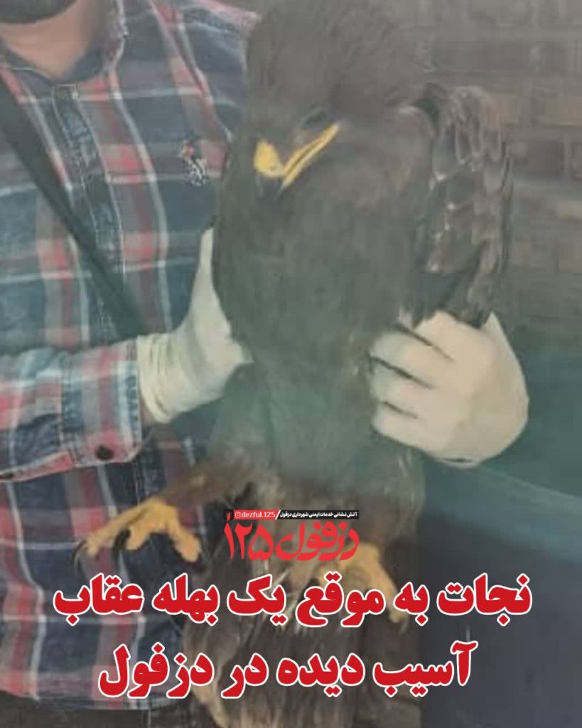 نجات به موقع یک بهله عقاب آسیب‌دیده در دزفول