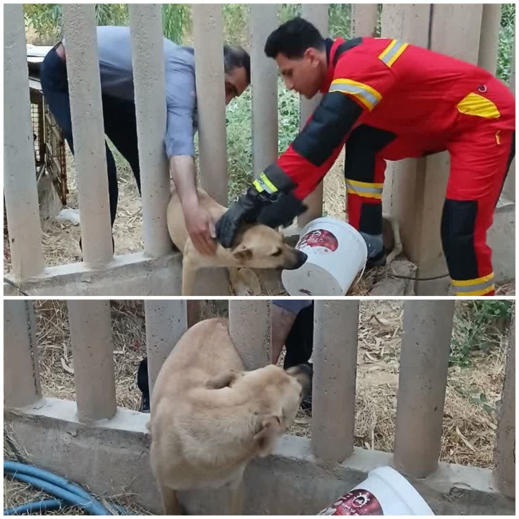نجات یک قلاده سگ از محوطه بیمارستان گنجو